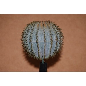 Barrel Cactus Small 45mm